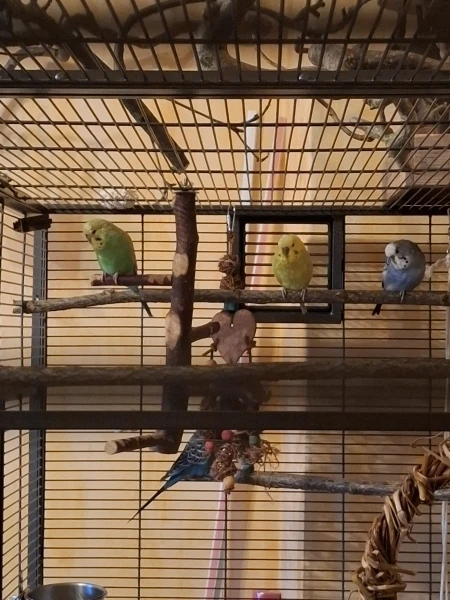 Wellensittich-Bild: Hey Felo,
sag mal dem Rest der Bande bescheid, dass sie auch ihre Plätze einnehmen sollen...