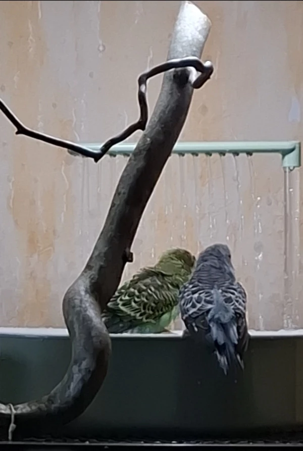 Wellensittich-Bild: Erst die anderen das DING abchecken lassen 
..dann traut man sich auch..