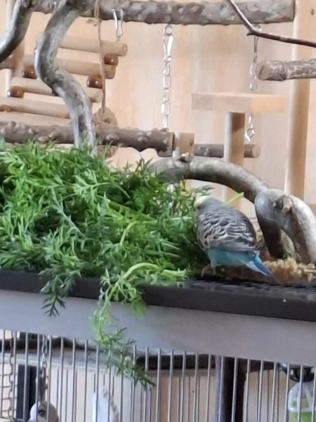 Wellensittich-Bild: Bis jetzt genießt es nur Blümchen..sie ist meistens die erste von den Hennen die gucken geht was da liegt und was man damit anstellen kann..