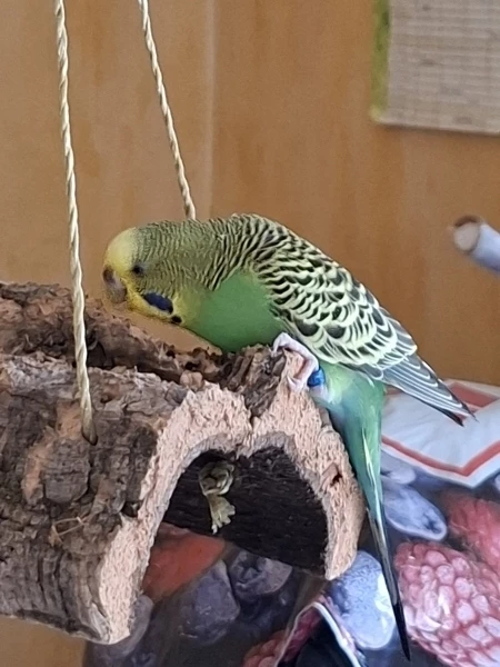Wellensittich-Bild: Kiwi liebt es Kork zu schreddern und Apfeläste abzunagen..