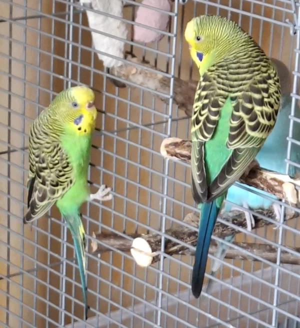 Wellensittich-Bild: Bindi, unsere Wildform, versteht sich sehr gut mit Kiwi. 