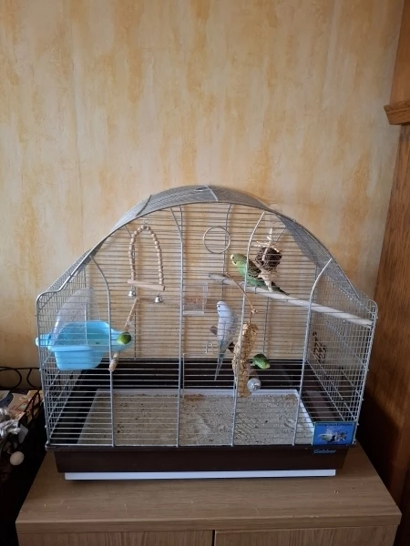 Wellensittich-Bild: Sky und Kiwi kamen am 30.08.2025 in ihr neues Zuhause. Direkt wurde ein größerer Käfig besorgt und der Raum wurde zum Vogelzimmer umgestaltet. 