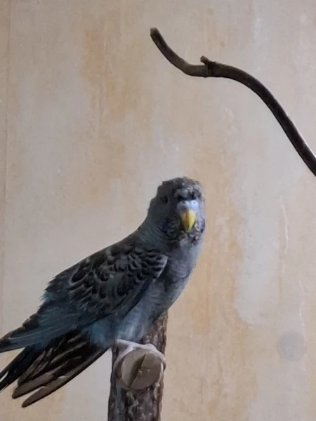 Wellensittich-Bild: Nasse Sturmfrisur...und der Rest des Vogels auch. 