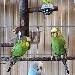 Bindi, Sky, Kiwi
