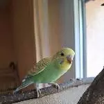 Sheldon unser Zimter 