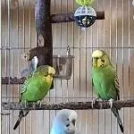 Bindi, Sky, Kiwi