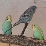 Jiddy, Krümel und Sheldon 