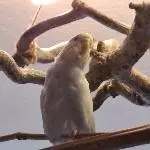 Gerupftes Hähnchen 