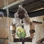 Guckst du
