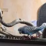 Der erste Hollunder im Leben 