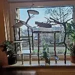 Mein selbstgebauter Welliplatz im Vogelzimmer 