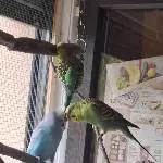 Sky umwirbt seine Kiwi
