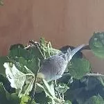 Blümchen 