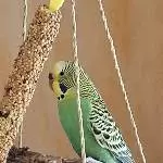 Kiwi unsere Henne 