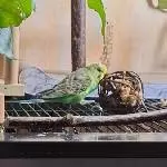 Unser neues Schwarm Mitglied (oben)