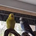 Pino und Paco
