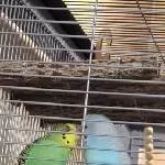 Sky und Kiwi 
