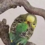 Flauschi -Bindi