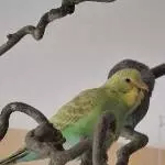 Sheldon und Krümel 