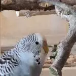 Unser Mali-Mädchen 
