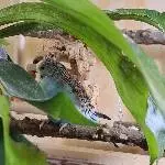 Blümchen versteckt sich