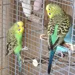 Bindi und Kiwi 