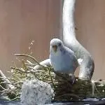 Gracy auf dem Weidenbesen