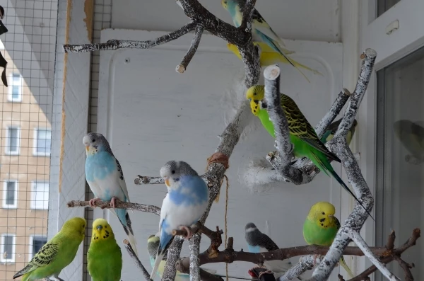 Wellensittich-Bild: Bei milden Temperaturen mit leichtem Regen hängen sie gerne im Freien herum!