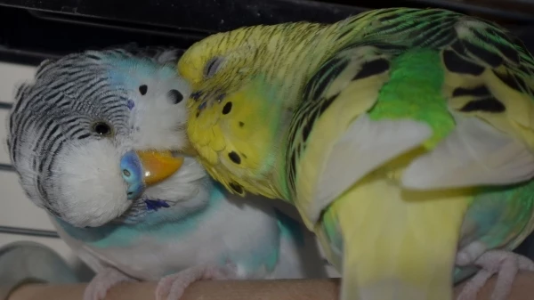 Wellensittich-Bild: Damals, als ich sie noch alleine hatte, waren Pauline und Pupsi noch sehr vertraut. Als später neue Wellis dazu kamen, haben sie sich getrennt und sind heute mit anderen Partnern zusammen (und haben beide schon Nachkommen!).
