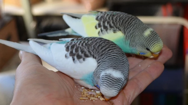 Wellensittich-Bild: Elly und Bibi knabbern ein paar Haferkörner