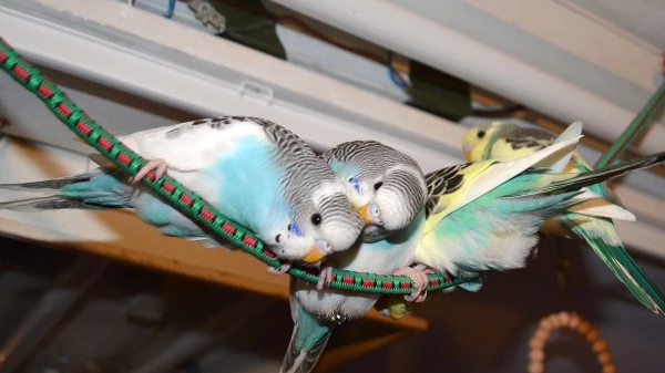 Wellensittich-Bild: Elly, Putzi, Bibi und Nemo sind vor einigen Tagen ausgeflogen und balancieren auf einem Seil.