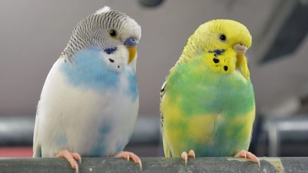 Wellensittich-Bild: Pupsi aka Flocke (links) und Pauline (rechts), als sie ca. 2 Monate bei mir waren!