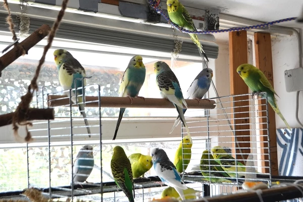 Wellensittich-Bild: Eine seltene Gruppenaufnahme, wo alle mal Zeit hatten, sich in Pose zu werfen!