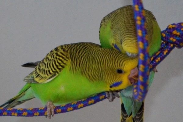 Wellensittich-Bild: Endlich ist das Vogelknäul am Ende der Leine angekommen! Das Kraulen geht selbstverständlich trotzdem weiter!
