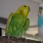 Wilma und Pupsi (haben jetzt 9 Küken)