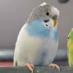 Pauline und Pupsi