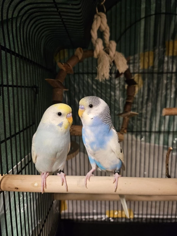 Wellensittich-Bild: Das sind meine 2 Wellis, welche ich jetzt erst seit paar Wochen bei mir habe.