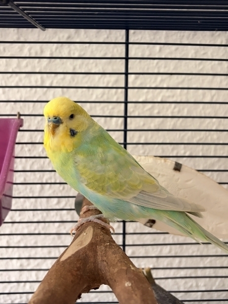 Elmo