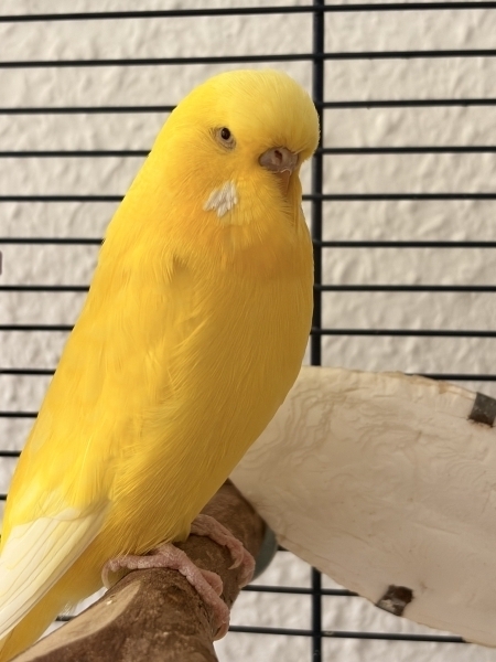 PHPSESSID