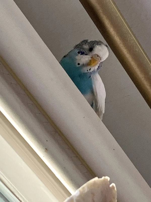 Wellensittich-Bild: Die kleine Baobao putzt sich über der Gardinenstange und schaut immer wieder sehnsüchtig auf das verliebte Pärchen. Aber ihr Herr Silver wartet schon in der Quarantäne. Halte durch, Kleine.