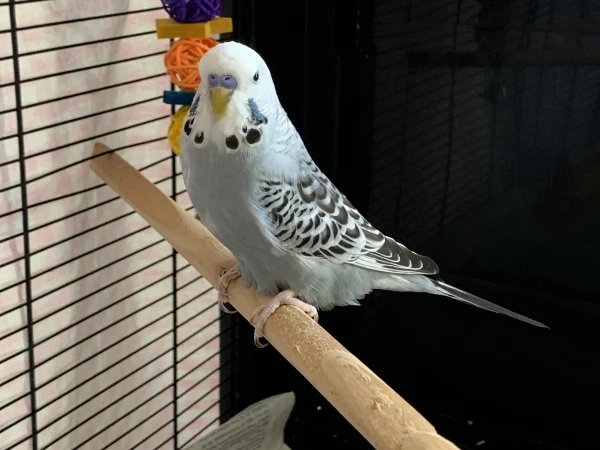 Wellensittich-Bild: Silver im Quarantänekäfig neben meinem Arbeitsplatz, bevor er in den Schwarm einziehen kann. Wir hören die anderen brabbeln und Spaß haben. Es ist wirklich schwer.