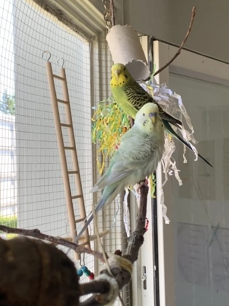 Pärchen