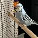 Silver in Quarantäne