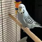 Silver in Quarantäne
