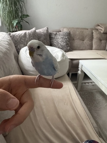 Kleiner Racker