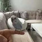 Kleiner Racker