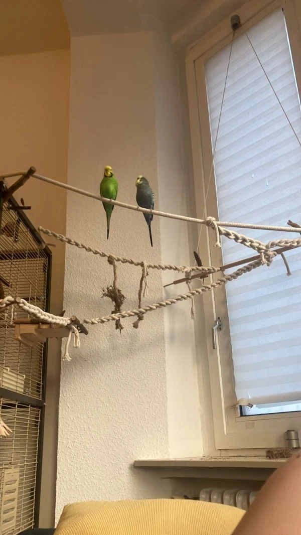 Fio und Orion auf ihrem Lieblingsseil