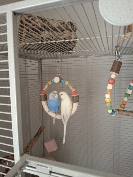 Bebop und Mojo