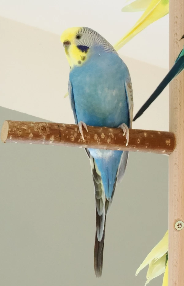 Wellensittich-Bild: Coco, die zurückhaltende elegante Henne mit viel Klettergeschick.