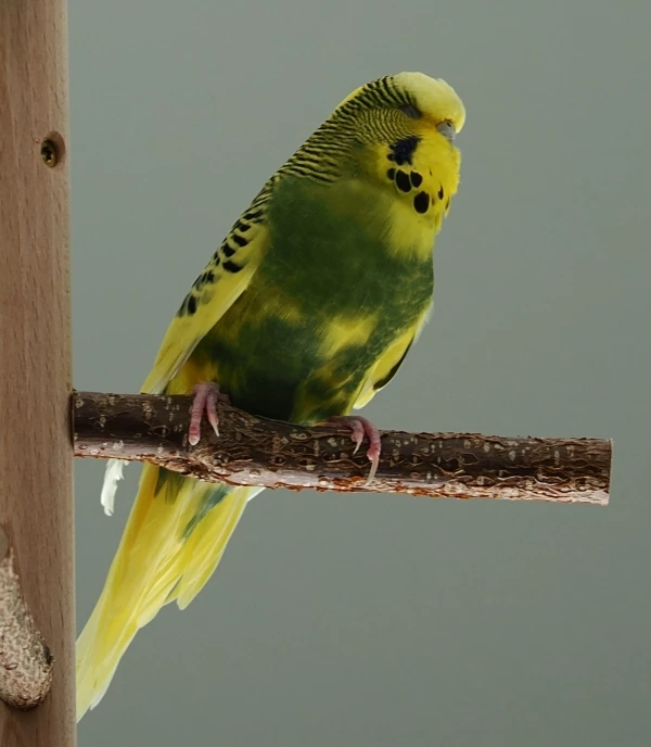 Wellensittich-Bild: Kiwi, die dominanten Chefin im Käfig, mit einer Krüppelkralle.